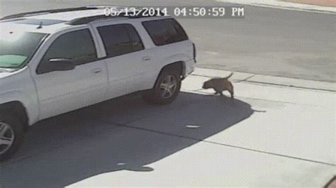 Cats Can Be Heroes Too  On Imgur