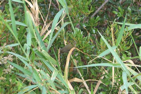 Common Yellowthroat Loxahatchee Slough Pbc Fl Arthur Windsor Flickr
