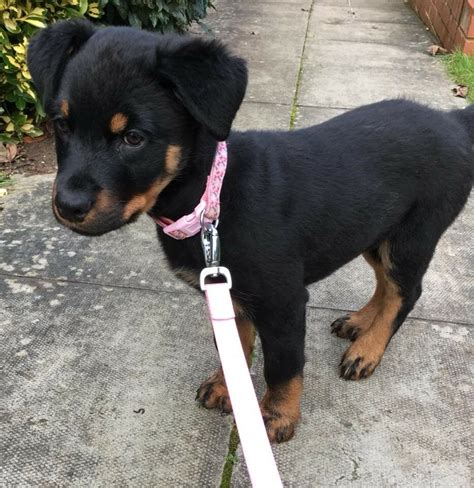 Rottweiler puppies should be encouraged to grow slowly and stay slim. Female Rottweiler Puppy For Sale | in Coventry, West ...