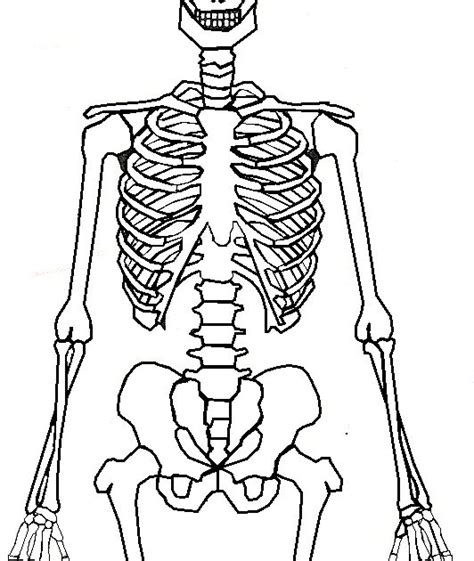 Here Are The Parts Of The Human Skeleton 3 Part Cards And Book If You