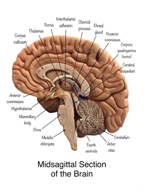 Midsagittal Section Of The Brain Brain Anatomy Human Brain Anatomy