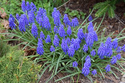Muscari Blooming In The Garden Champagne In The Garden