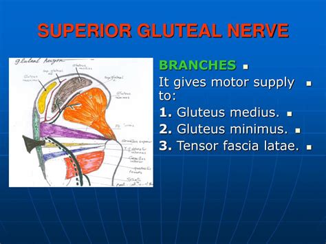 Superior Gluteal Nerve Anatomy