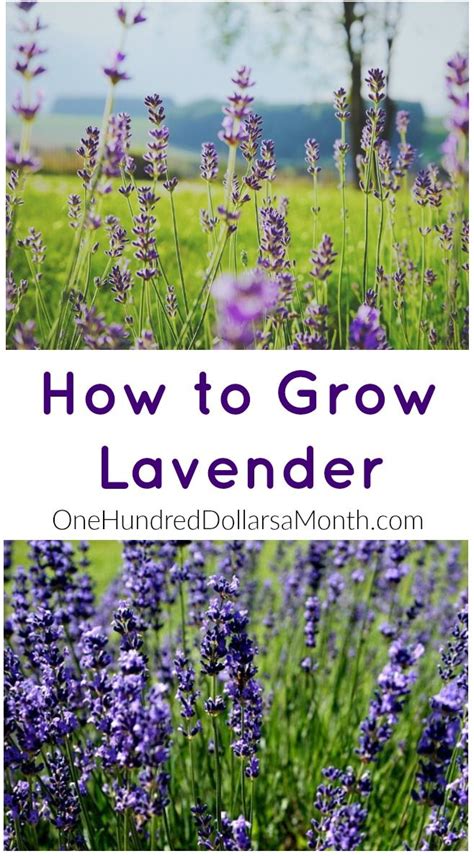 How To Propagate Lavender A Complete Guide Ihsanpedia