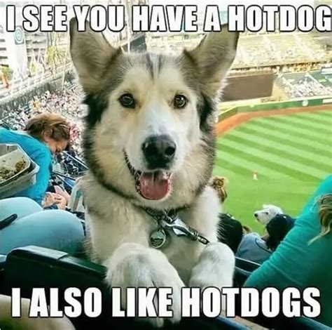 17 Funniest Husky Memes Page 3 Of 6 Pettime