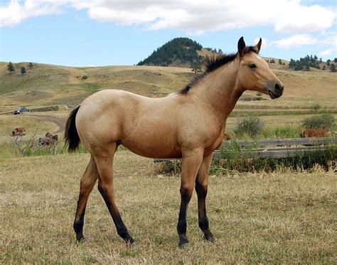 Heza cool gold dream a/k/a buster is 5 panel n/n. Pretty buckskin quarter horse foal | Horses, Quarter horse, Pretty horses