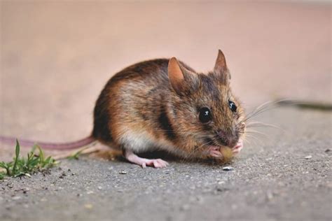 Cara Efektif Memusnahkan Tikus Besar di Rumah