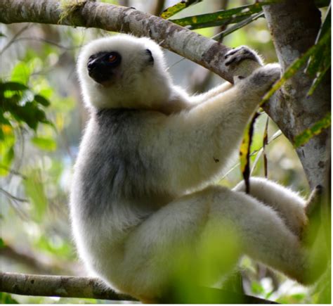Lemur Conservation In Northeast Madagascar Part I Duke Lemur Center