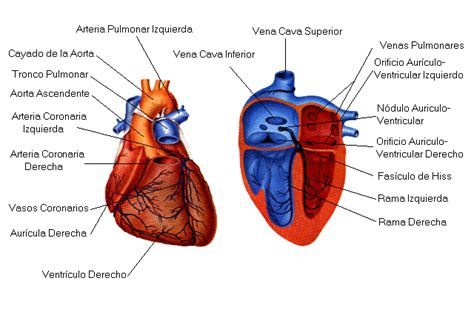 El Cuerpo Humano Características Del Corazón
