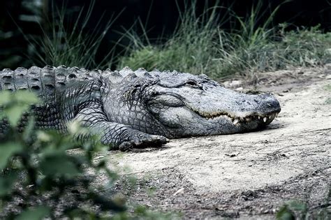 Hd Wallpaper Animal Animal Photography Big Carnivore Crocodile