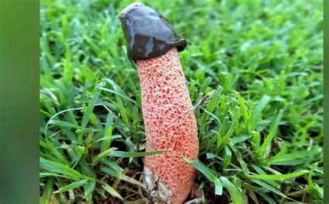 This Penis Mushroom In The Discussion Know Its Speciality Newstrack English