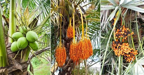 List Of Best Palm Fruits Fruits From Palm Trees