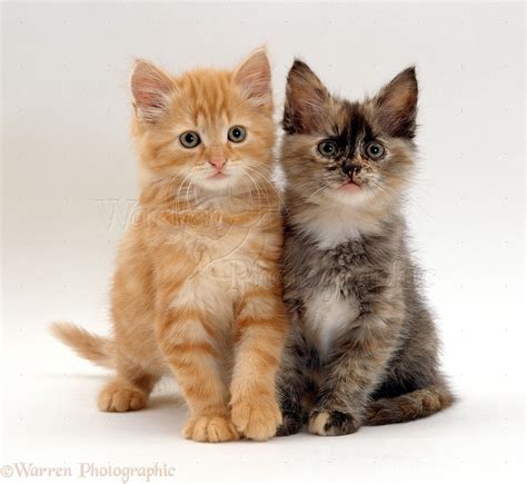 Two Fluffy Tortoiseshell And Ginger Kittens 8 Weeks Old Photo Wp15702