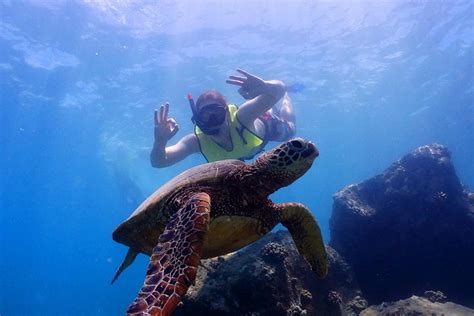 Excursión Guiada De Snorkeling En North Shore Turtle Cove Oahu 2023