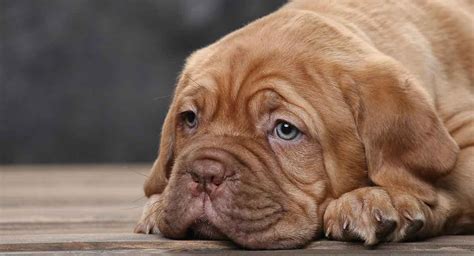 How To Cope With Puppy Diarrhea What Causes It And What To Do