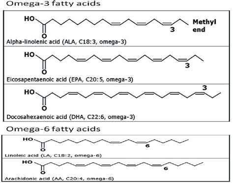 Omega 3 And Omega 6 Fatty Acids Download Scientific Diagram