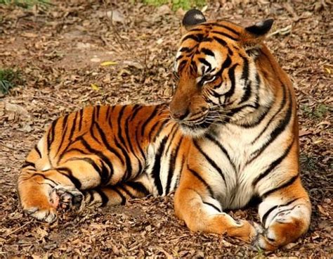 TIPOS de TIGRES Características Nombres y Fotos South china tiger