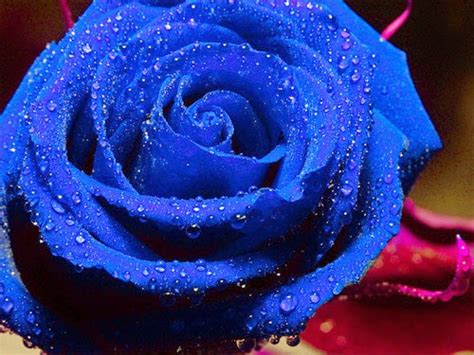 Wallpapers The Most Beautiful Blue Roses Gallery
