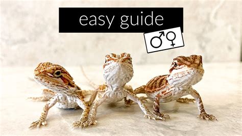 How To Find The Sex Of Your Bearded Dragon Youtube