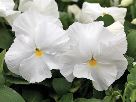 Pansy Giant Clear White Pohlmans The Plant People Phone 07 5462 0477