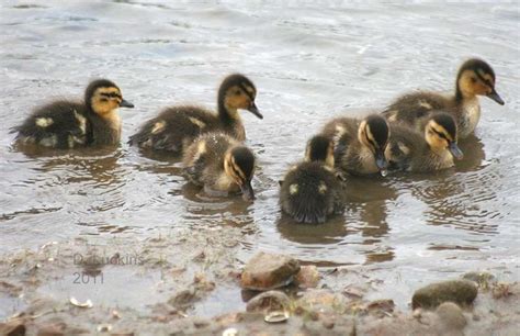 Things that make you go aww! Wild baby ducks!