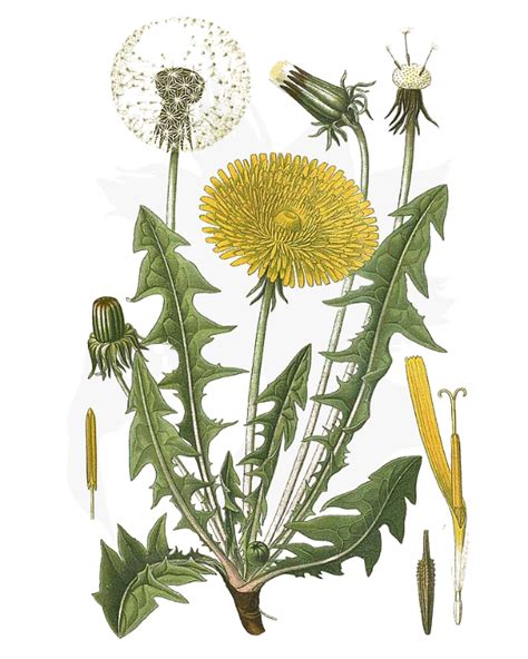 Dandelion A Foraging Guide To Its Food Medicine And Other Uses
