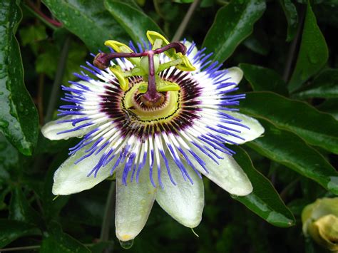 Fileexotic Flower Wikimedia Commons
