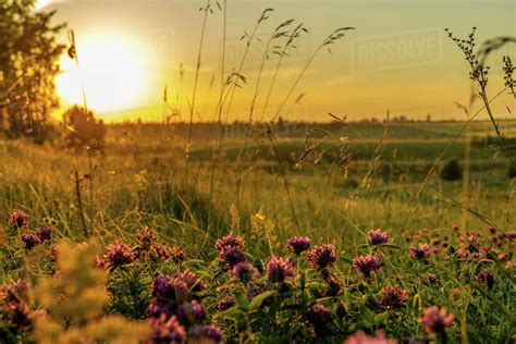 Landscape Sunset Over A Meadow Ravine Overgrown With Flowers And