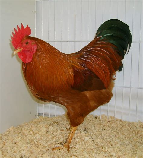 New Hampshire Red For Sale Chickens Breed Information Omlet