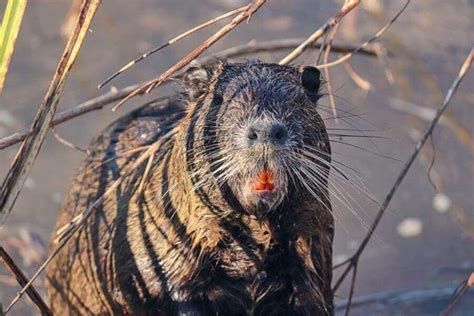 Beaver Habitat Where Do Beavers Live In The World