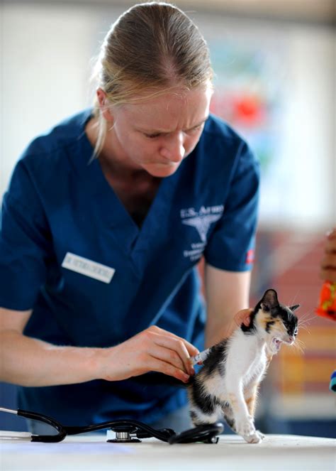 Dokter Hewan Kucing Murah Homecare24