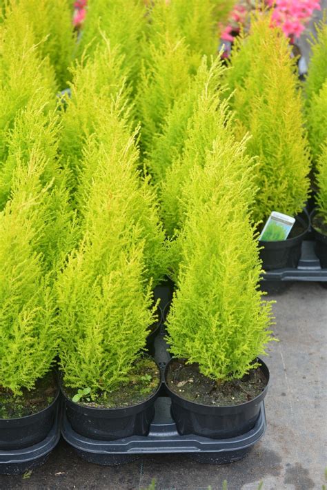 Wilma Goldcrest Evergreen Shrubs 40cms 2ltr Pots Meredith Nurseries