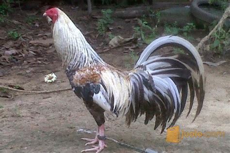 Maybe you would like to learn more about one of these? Ayam aduan Import Filipin asli LGBA | Kab. Tana Toraja | Jualo