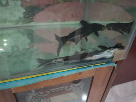 Iridescent Shark Care Guide Breeding Tank Size And Disease