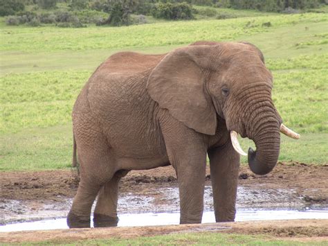 Natural Science Elephant African Savannah Drinking In Waterhole Water