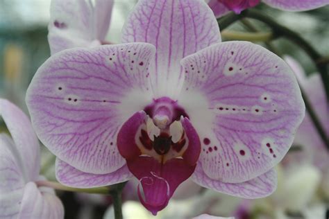 2560x1440 Wallpaper White And Purple Moth Orchid Peakpx