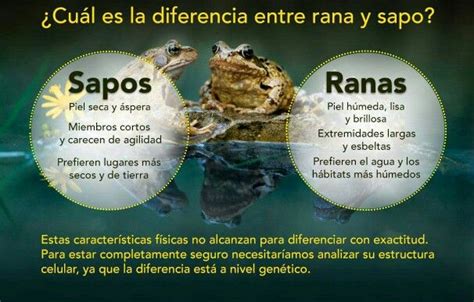 Diferencia Entre Rana Y Sapo Biologist Movies Movie Posters