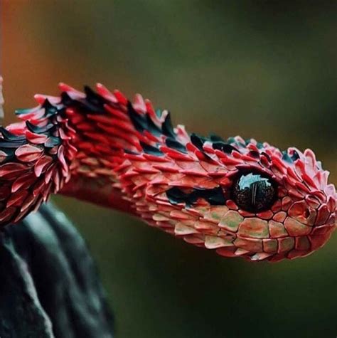 Weekly Inspiration 8 Poisonous Snakes Bizarre Animals African Bush