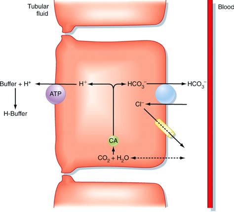 The Kidney And Acid Base Regulation Advances In Physiology Education