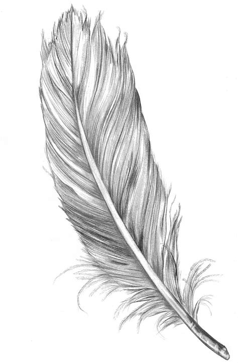 Free Black And White Feather Clip Art Download Free Black And White