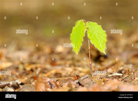 A Beech Tree Sapling Growing On The Woodland Floor Stock Photo Alamy
