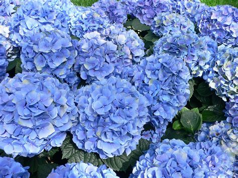 Hydrangea Blue Mophead Giant Football Sized Flowers