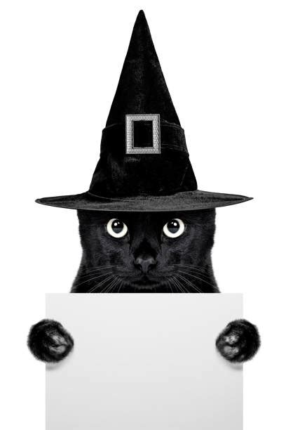 11800 Black Cat Hat Stock Photos Pictures And Royalty Free Images Istock