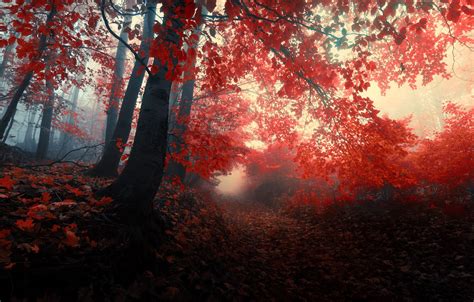 Wallpaper Autumn Forest Leaves Trees Nature Fog Red Red Forest