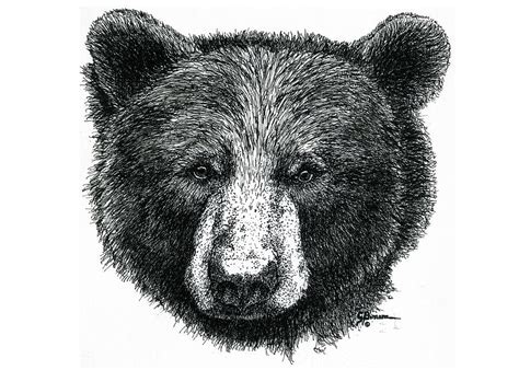 How To Draw Black Bear At How To Draw