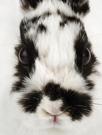 Find images of bunny face. Face of Jersey Wooly Rabbit Photographic Print by Martin Harvey at AllPosters.com