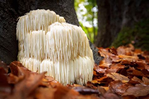 Lions Mane Mushrooms A Complete Guide A Z Animals