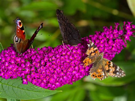 Scented geranium also repels away mosquitoes and other bothering insects and attracts moths and butterflies. Butterfly plants: attracting butterflies to your garden - Saga