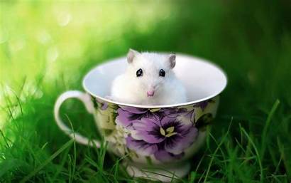 Mouse Funny Animals Wallpapers Rat Cup Animal