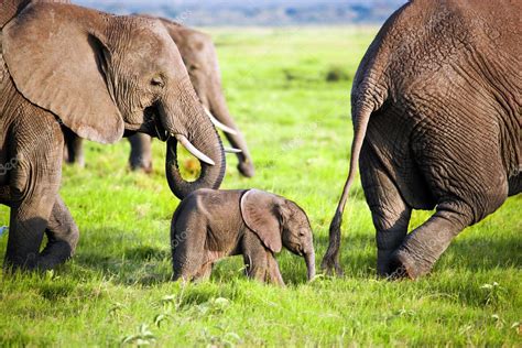 Familia De Elefantes De La Sabana Safari En Amboseli Kenia África